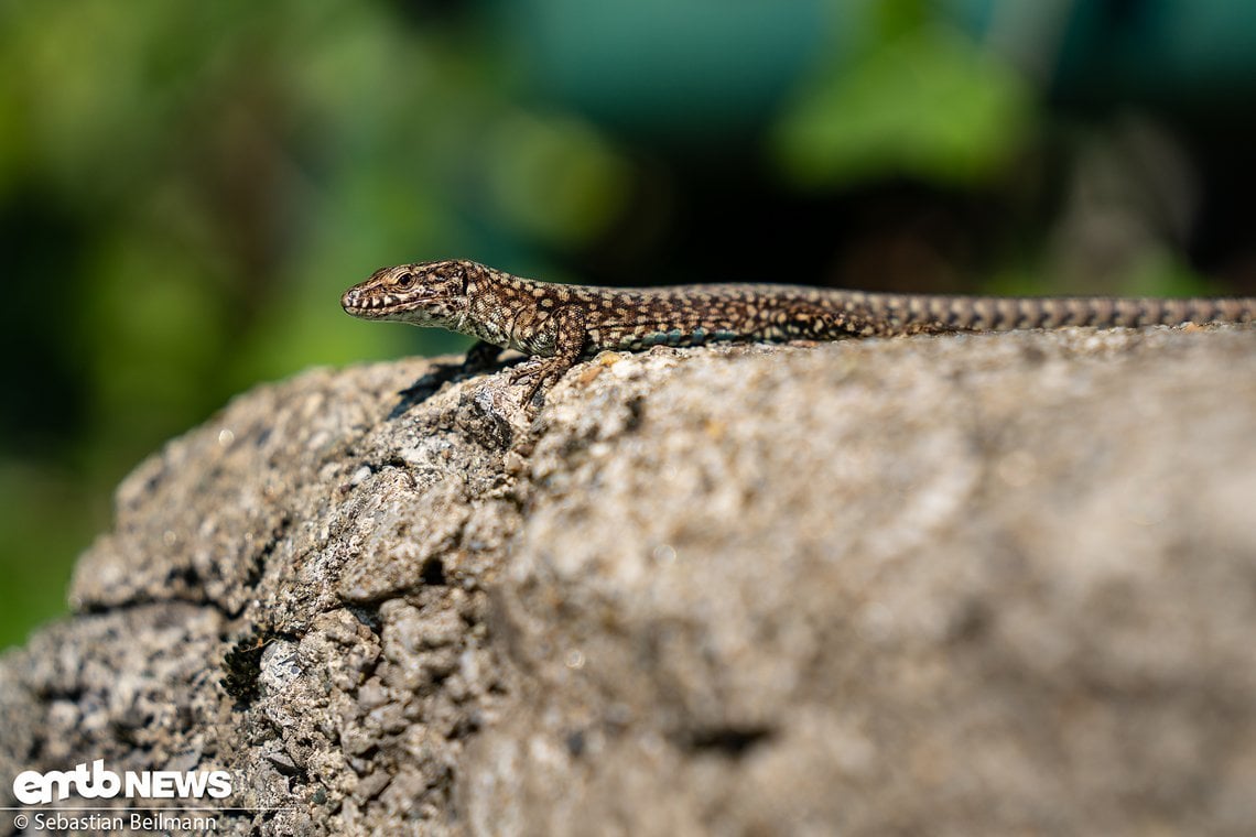 Auch sonst begeistert die abwechslungsreiche Flora und Fauna auf der Insel