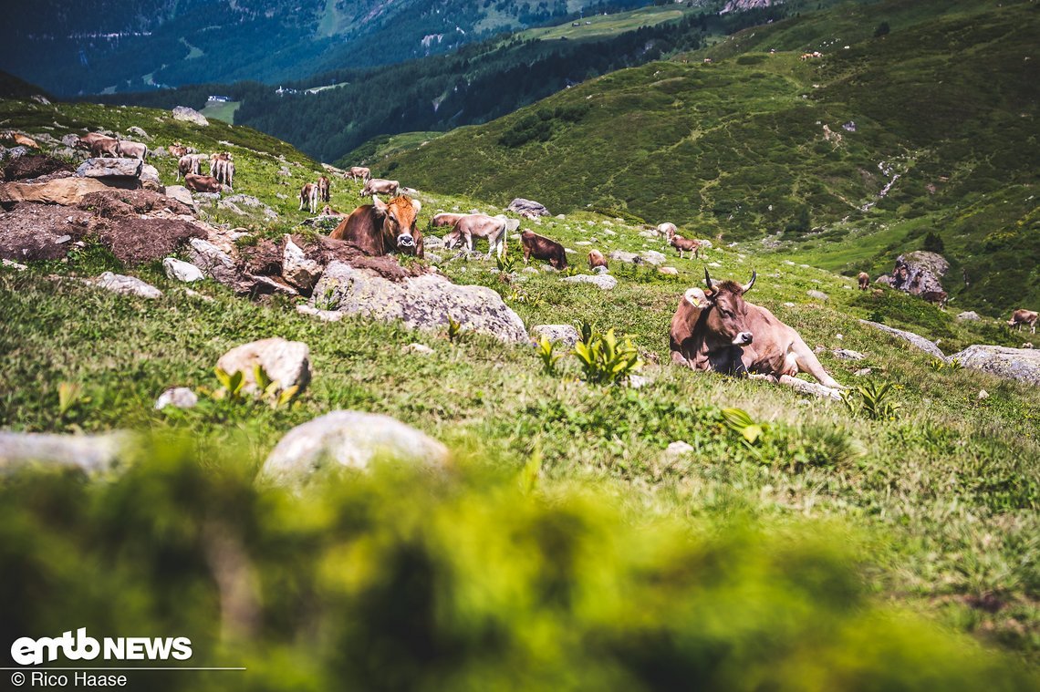 In diesem Hochtal leben im Sommer unzählige Kühe, ...