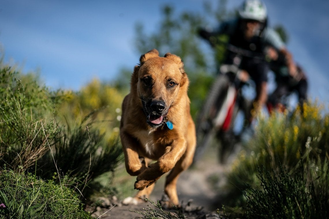 Harald behauptet, ohne E-Bike könne er mit seinem verrückten Hund nicht mithalten.