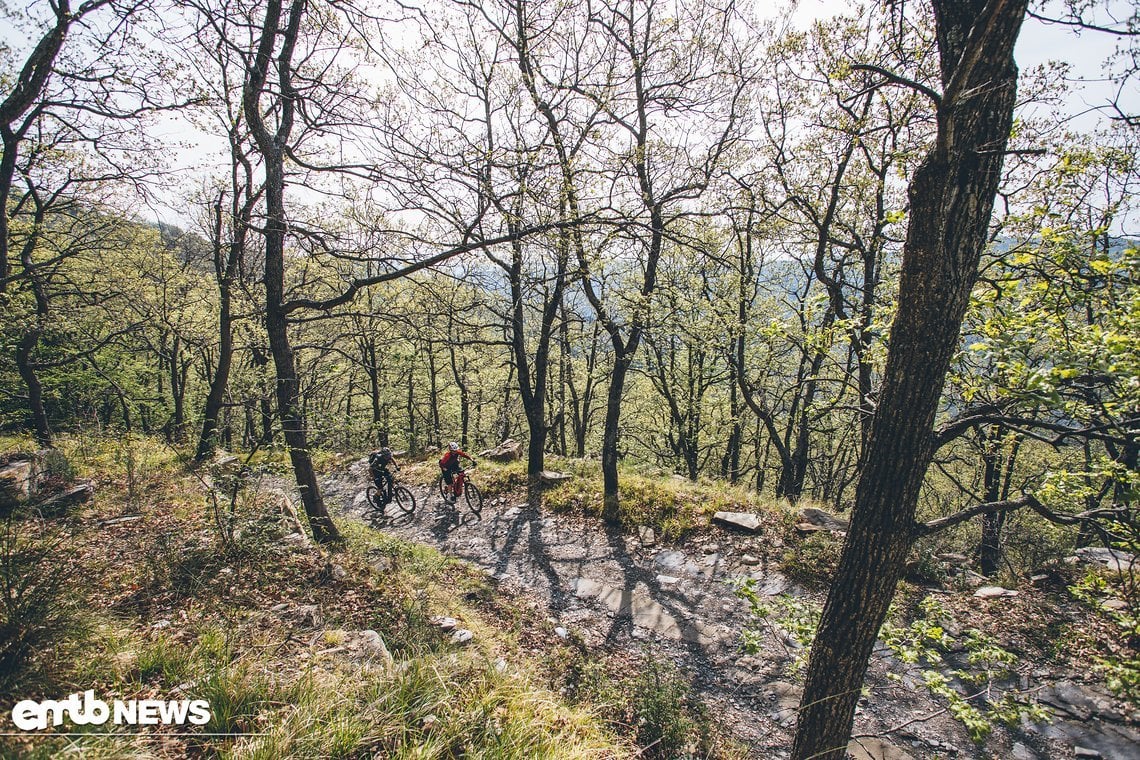 Durch den Kiefernwald auf dem Weg zum Faudo