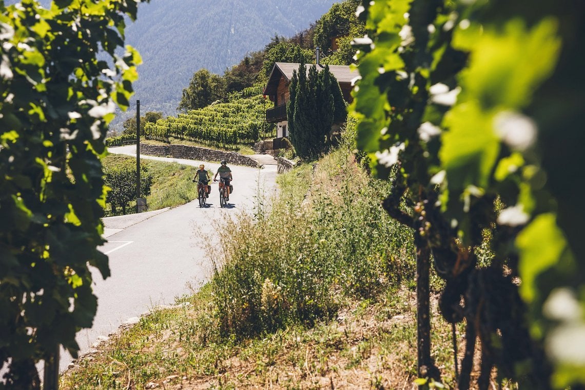 Im Mattertal oberhalb von Visp wachsen die höchsten Weinreben der Schweiz