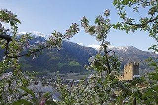 Kirschblüte in Naturns