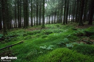 Das Moos in den Wäldern ist Indikator für die hohe Feuchtigkeit das ganze Jahr über