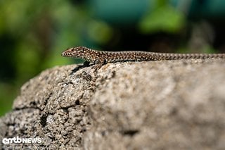 Auch sonst begeistert die abwechslungsreiche Flora und Fauna auf der Insel