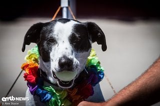 Dixby, der reisende E-Bike-Hund