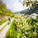 Diese Touren sind wir im Frühjahr an Ostern gefahren. Während im Tal die Apfelbäume blühen ..