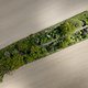 Green Strip