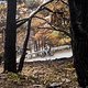 Auf Höhe des Monte Sole Trails fahren wir durch die verkohlten Stämme des Waldbrand vom Frühjahr 25