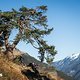 ... zu vielen Abfahrten auf den Trails im Vinschgau.