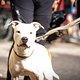 Foto Chris Spath EMTB-News Thok-Tribe-018